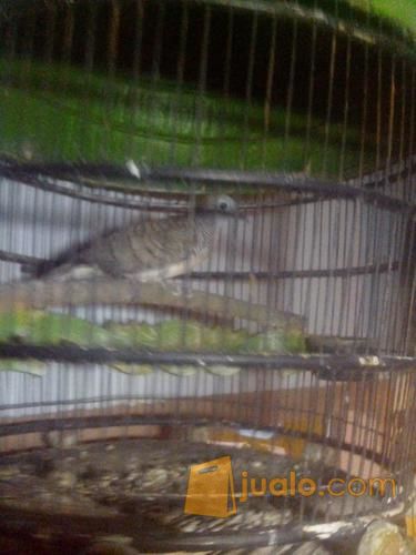 burung perkutut lokal