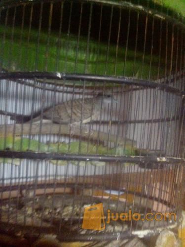 burung perkutut lokal