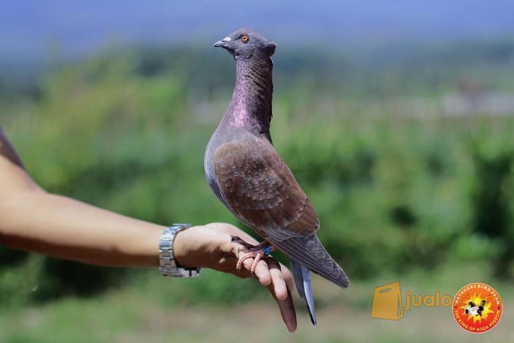 Jual Merpati Kolong Tinggian Tomprang Dan Kentongan Kab Temanggung Jualo