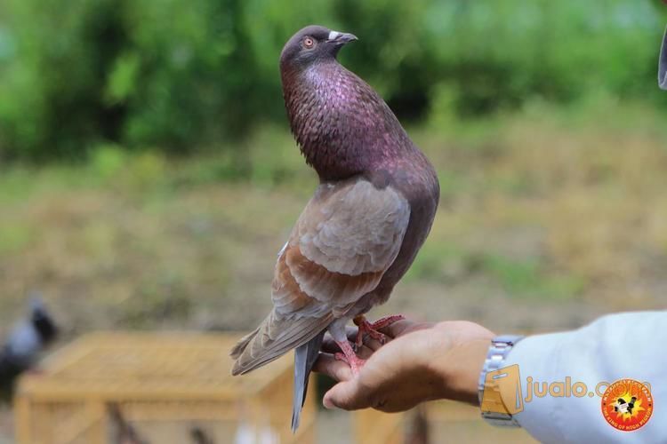 Jual Merpati Kolong Tinggian Tomprang Dan Kentongan Kab Temanggung Jualo