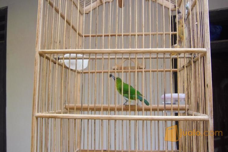 27+ Harga burung cucak ijo mini terbaru