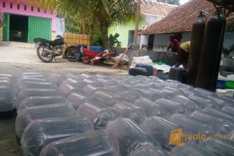 Jual benih Mas Majalaya harga murah