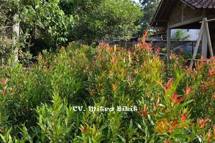 Jual Bibit Pucuk Merah | Bibit Bunga Pucuk Unggu | Bibit Biji Pucuk Merah | Harga Bibit Pucuk Merah