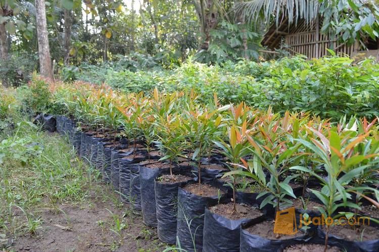 Jual Bibit Pucuk Merah | Bibit Bunga Pucuk Unggu | Bibit Biji Pucuk Merah | Harga Bibit Pucuk Merah