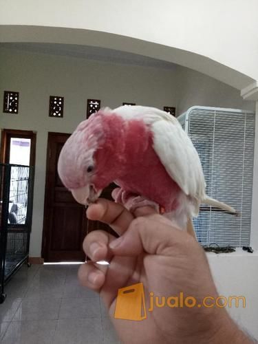 Jual Burung Kakatua Galah Albino Asli Australia