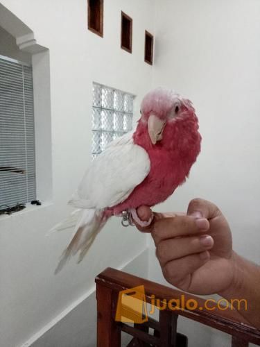 Jual Burung Kakatua Galah Albino Asli Australia