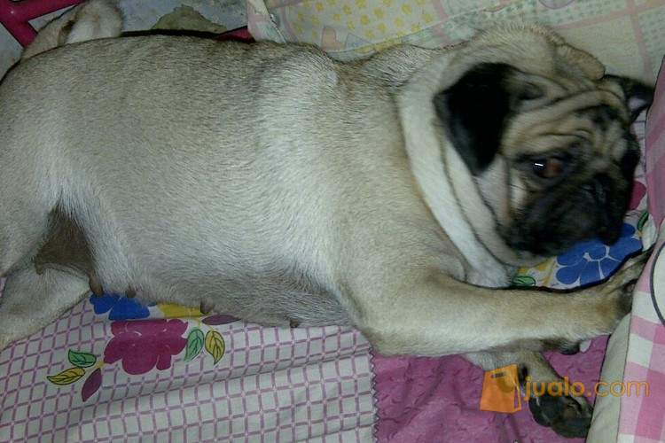 Hibah Anjing Pug Betina Warna Fawn Jakarta Utara Jualo Hibah Anjing Pug Betina Warna Fawn Jakarta Utara Jualo
