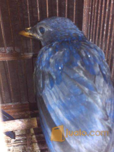 Burung Ciung Batu Siul Yogyakarta Jualo