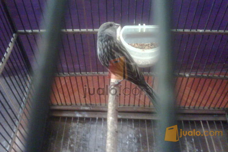 Kenari Import Starblue Gacor Nyerang Bandung Jualo
