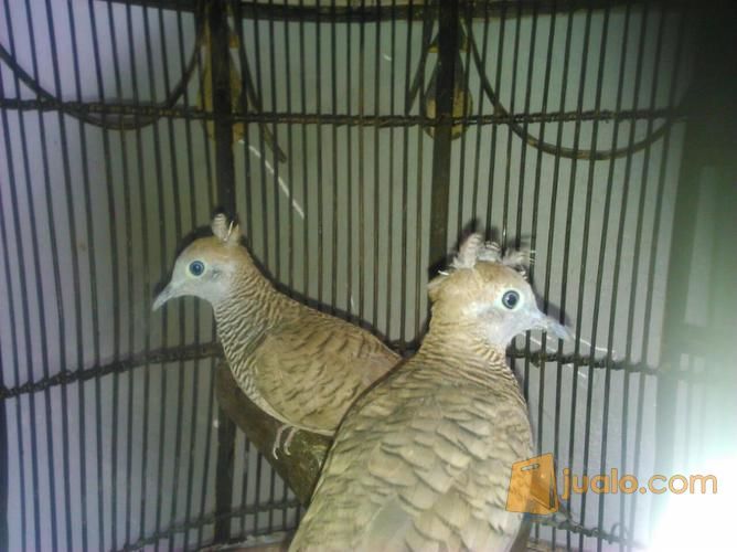 Burung Perkutut Jambul Katuranggan Jakarta Utara Jualo
