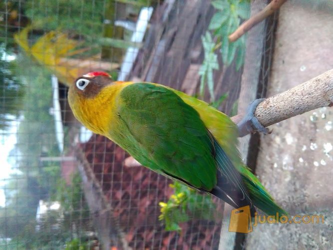 Lovebird Bakal Gantangan Malang Jualo