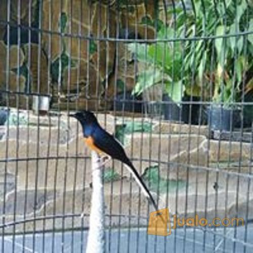 murai batu asli medan gacor ekor panjang Yogyakarta Jualo murai batu asli medan gacor ekor panjang Yogyakarta Jualo