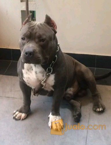 Jual Anjing American Bully Jantan Murah Bekasi Jualo