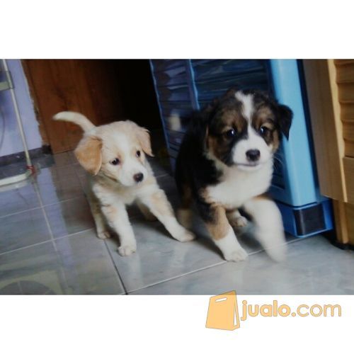 Golden Mix Kintamani Surabaya Jualo