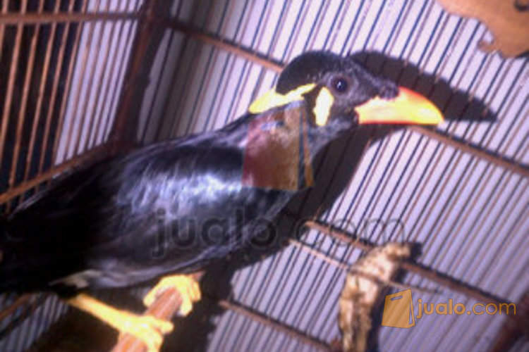 Daftar Harga Burung Beo Semua Jenis Terbaru September 2020