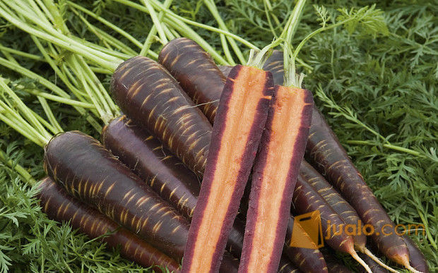 Purple Carrot (Wortel Ungu)