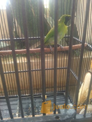 Burung Cucak Ijo Mini Burja Kab Tangerang Jualo
