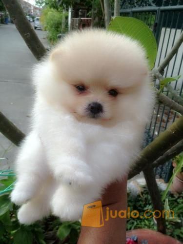 38++ Jual anjing mini pom ideas