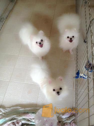 30+ Anjing pom harga ideas