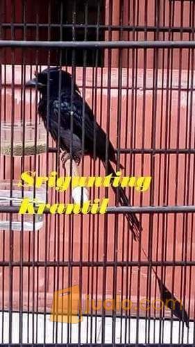 Srigunting Batu Krantil Yogyakarta Jualo