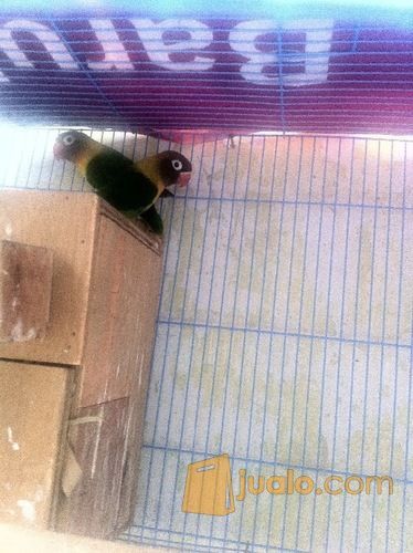  Dijual  sepasang burung  lovebird  jenis fisher sudah 