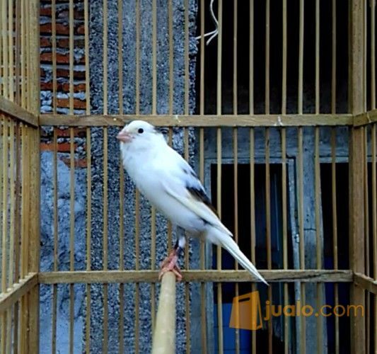 25+ Burung kenari panda terupdate