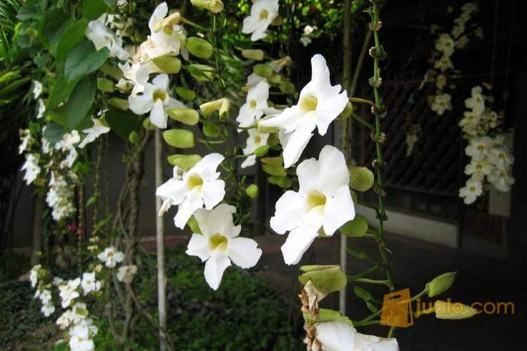 Jual tanaman  rambat  thunbergia supplier aneka tanaman  