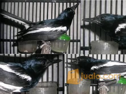 Kacer dada putih | Tangerang Selatan | Jualo