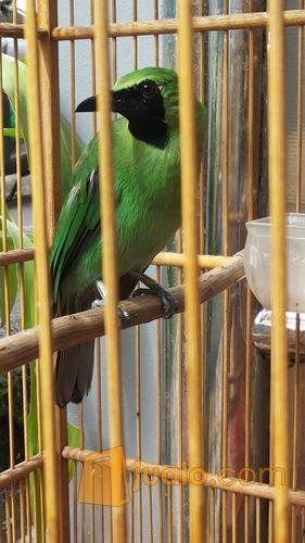 Jual Terlaris Burung Cucak Ijo Bunyi Gacoran Bisa Dikirim Indonesia Jakarta Timur Shenshop Mandiri24 Tokopedia