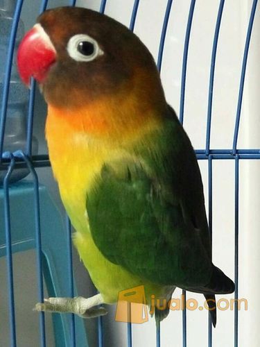 Lovebird Josan Kepala Hitam Produk Asli Betina Kab Sidoarjo Jualo