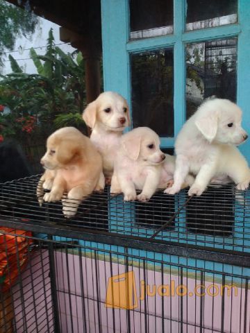 Anak Anjing Golden Mix Labrador Kab Bogor Jualo