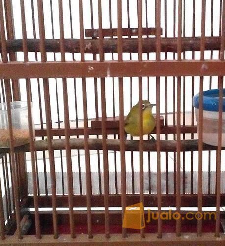 Pleci Jantan Dakun Lombok Jakarta Barat Jualo