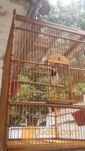 Jalak Suren Semi Gacor Isian Mewah Jakarta Pusat Jualo