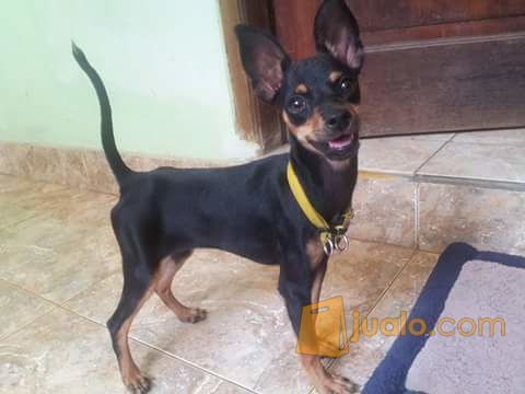 Anjing Minpin Murah Jakarta Barat Jualo