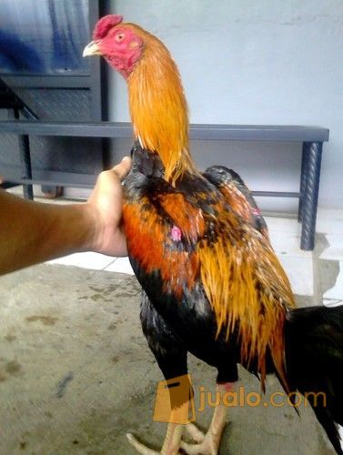 Ayam Bangkok Wiring Kuning Jakarta Timur Jualo