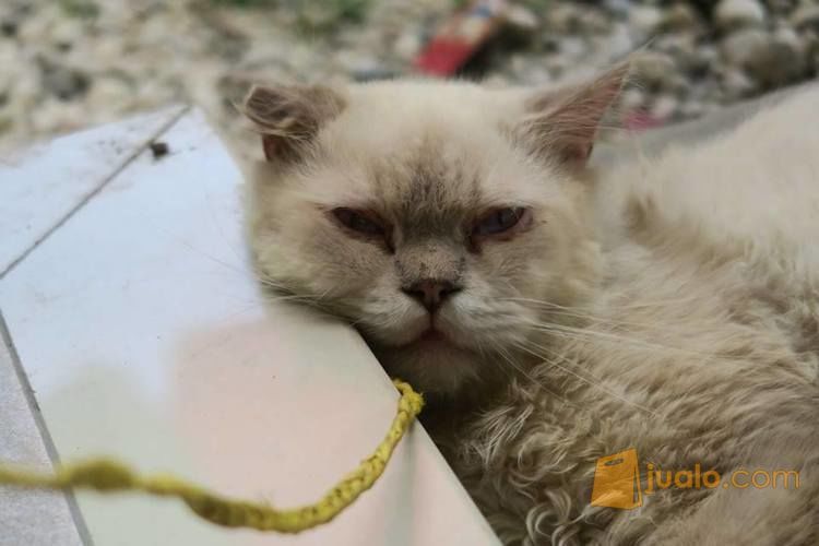 Anak Kucing Anggora Jantan Umur 3 Bulan Pekanbaru Jualo