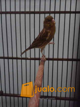 19++ Burung kenari warna orange terupdate