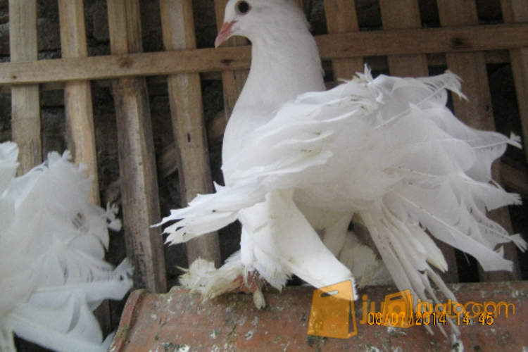 Merpati Kipas Simbar Putih Bersih Dan Kalkun Jantan Yogyakarta Jualo