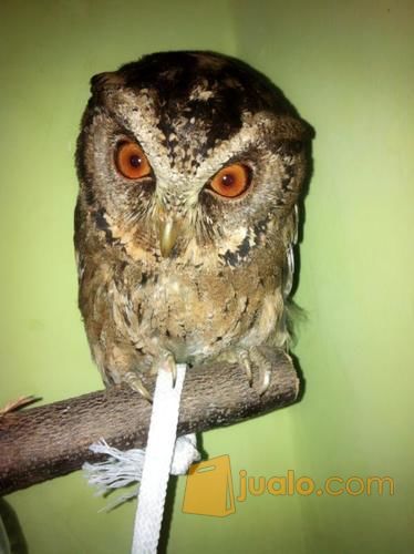 Burung Hantu Jinak Celepuk Javan Scops Owl Semarang Jualo