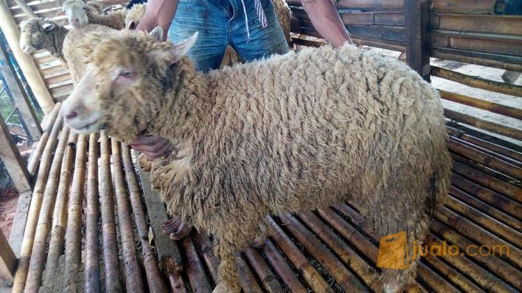 Jual Domba Jenis Merino Bogor Jualo