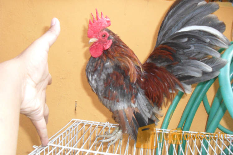 Jual Sepasang Ayam Serama Asli Ciputat Jualo
