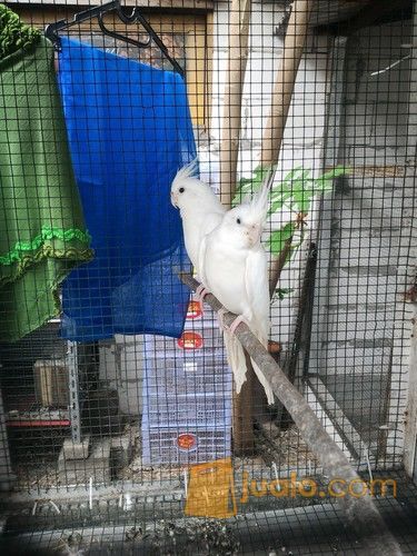 Parkit Australia Albino Sepasang Jakarta Utara Jualo