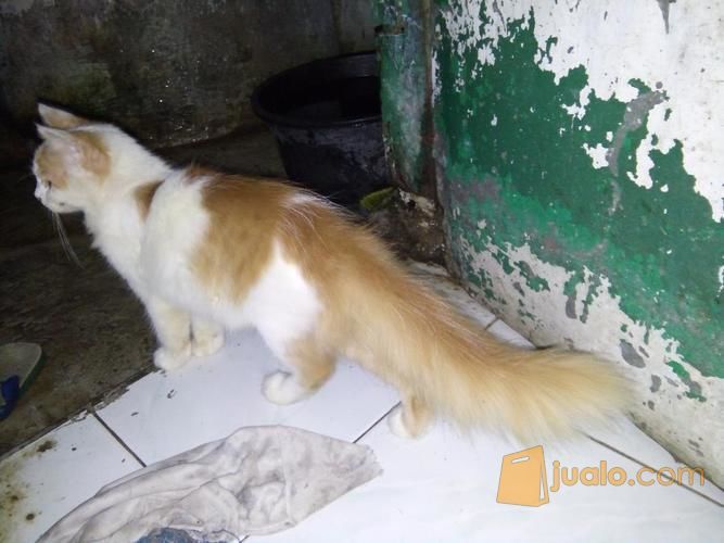 Jual Hewan Peliharaan Kucing Terlengkap Di Cirebon Kota Olx Co Id