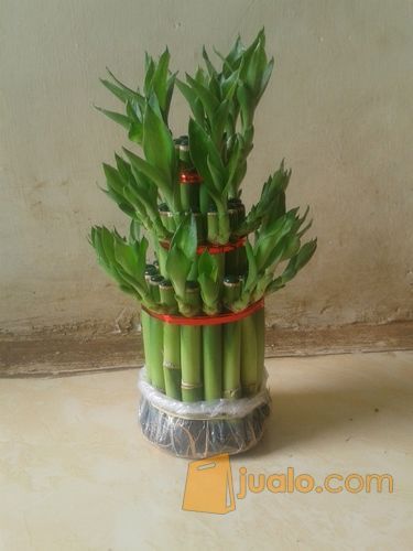 Bambu Hoki Bambu Sri  Rejeki  Souvenir Tanaman  Depok 