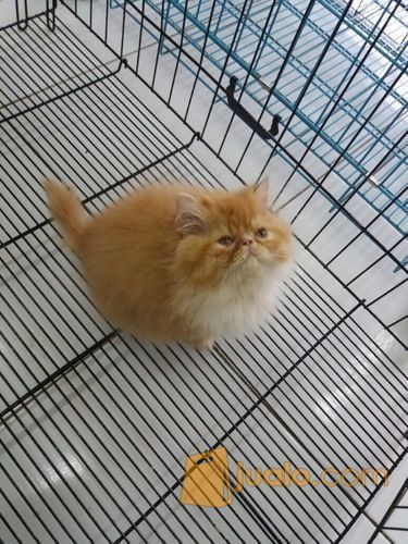 Anakan Kucing Persia | Jakarta Timur | Jualo