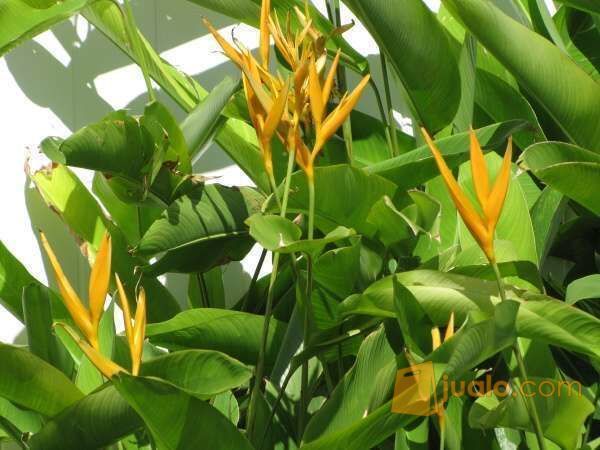 Jual Tanaman Hias untuk Taman - Heliconia / Bunga Pisang ...