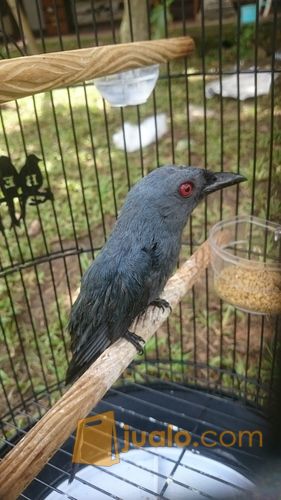 jual burung srigunting hitam