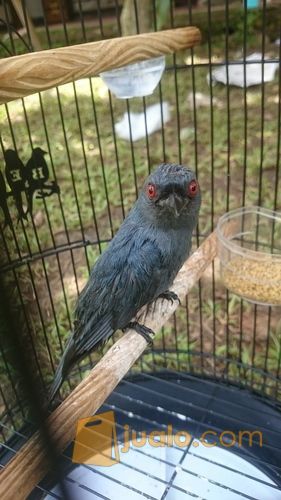 jual burung srigunting hitam