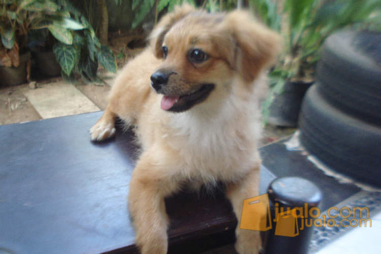 Pom Mix Shitzhu Peking Anakan Kuta Jualo