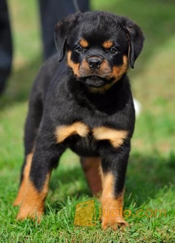 Anjing Rottweiler Kab Mappi Jualo